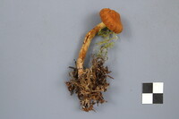 Cortinarius neocallisteus image